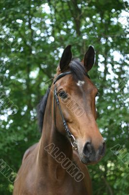 Bay horse