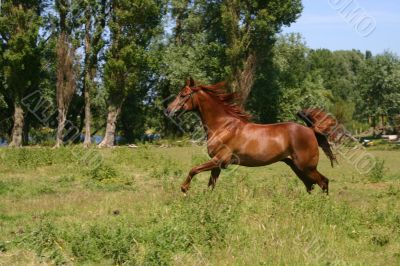 Galoping horse