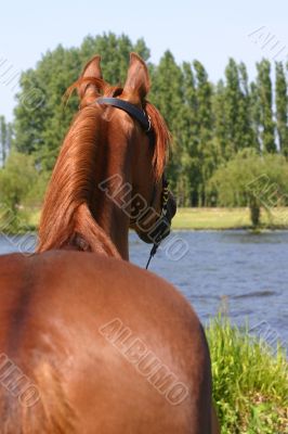 Watching the water