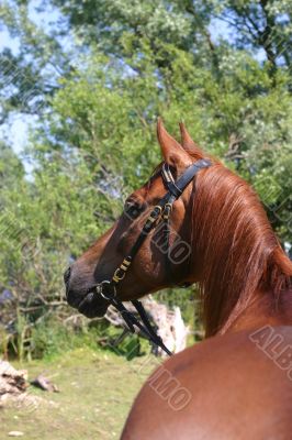 Chestnut Arabian horse