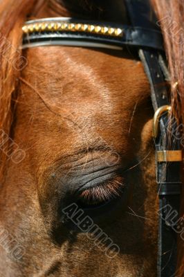 Horse looking down