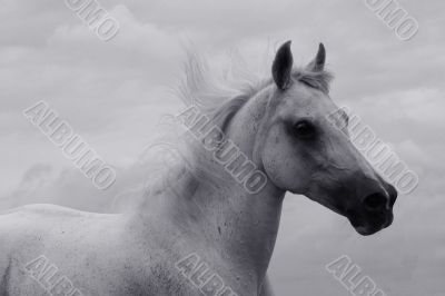 Running in black and white