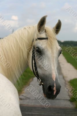 horse looking back