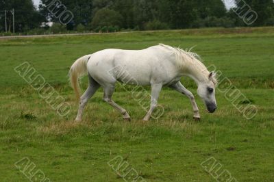 Friendly arabian horse