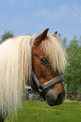 Shetland pony