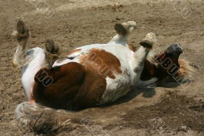 Rolling pony
