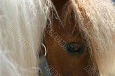Horse eye