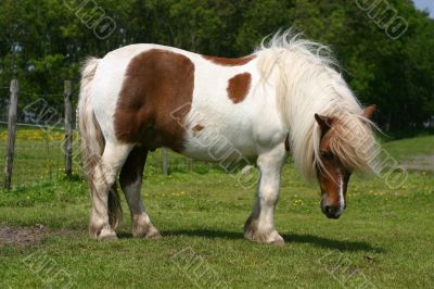 Shetland pony