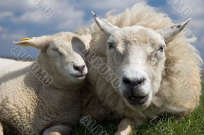 sheep with lamb closeup