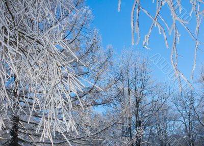 winter background