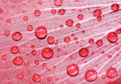 water drops on rose petal