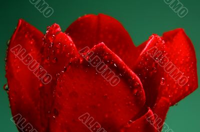 Close up of a red tulip in drops of water