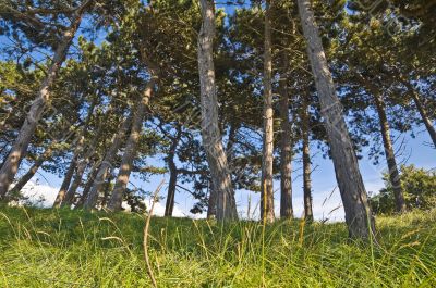 pine tree summer forest landscape