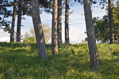 pine forest with green grass