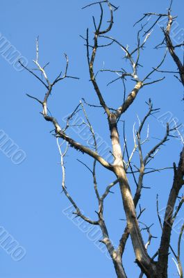 dead tree against a blue sky