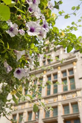 Fresh flowers in front of old monumental building