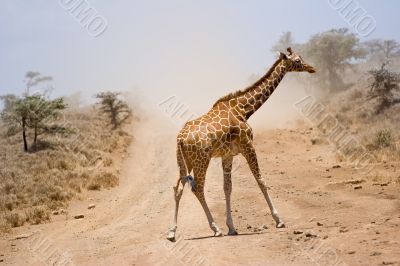 Giraffe crossing the road