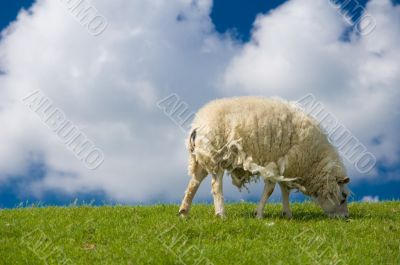 old sheep eating grass