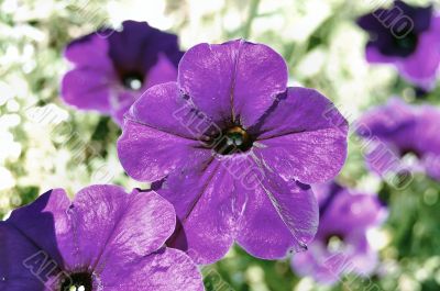 purple petunias