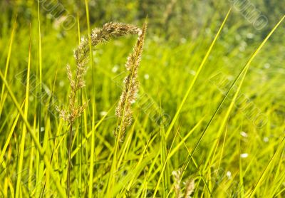 bright green foliage