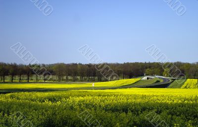 road in yellow field