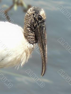 bird - endangered wood stork face 3