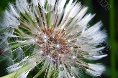 Dandelion