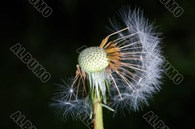 Dandelion