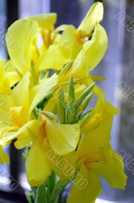 Yellow Flower