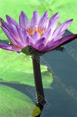 Water Lily