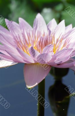 Water Lily