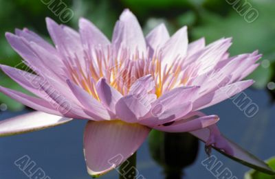 Water Lily
