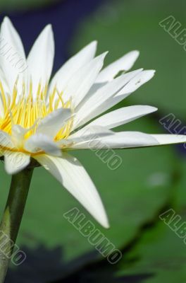 White Flower