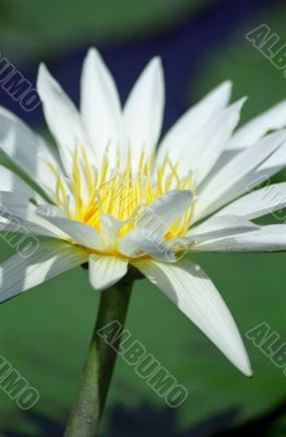 Water Lily