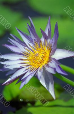Purple and Yellow Flower