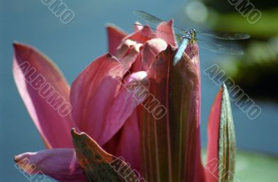 Dragonfly on a Pink Flower