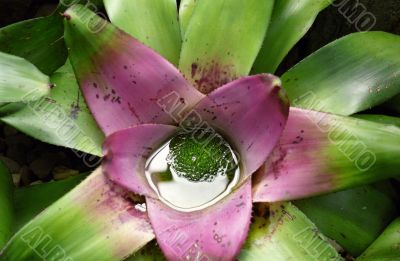Pink Flower