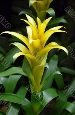 Yellow Flower