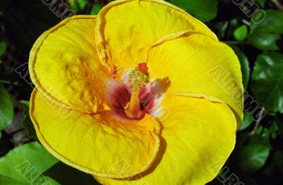 Yellow Flower