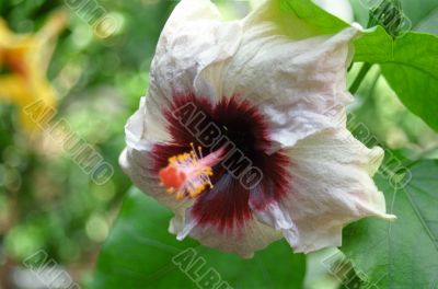 White Flower