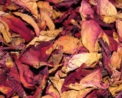 dried rose