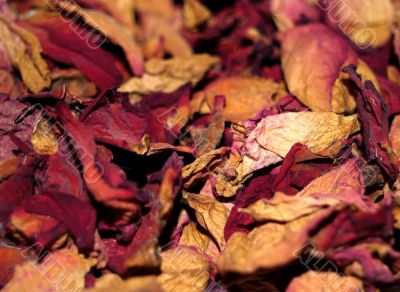 dried rose