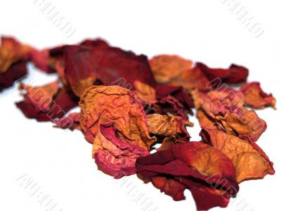 dried rose