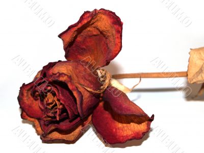dried rose