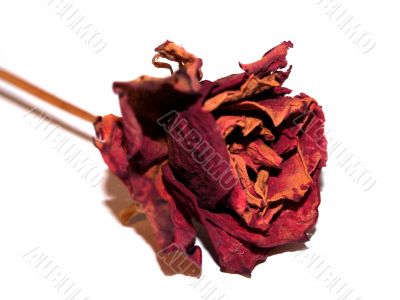 dried rose