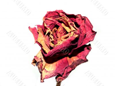 dried rose