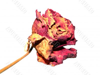 dried rose