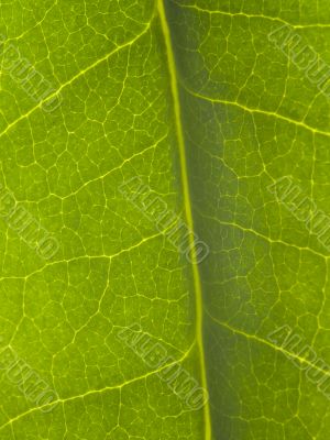 leaf close up