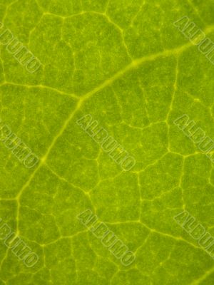 leaf close up