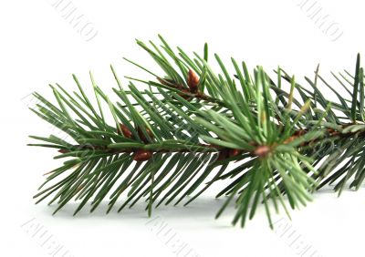 pineneedles